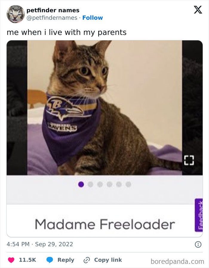 Tabby cat wearing a Ravens bandana with the funny pet name Madame Freeloader from creative Petfinder animal names.