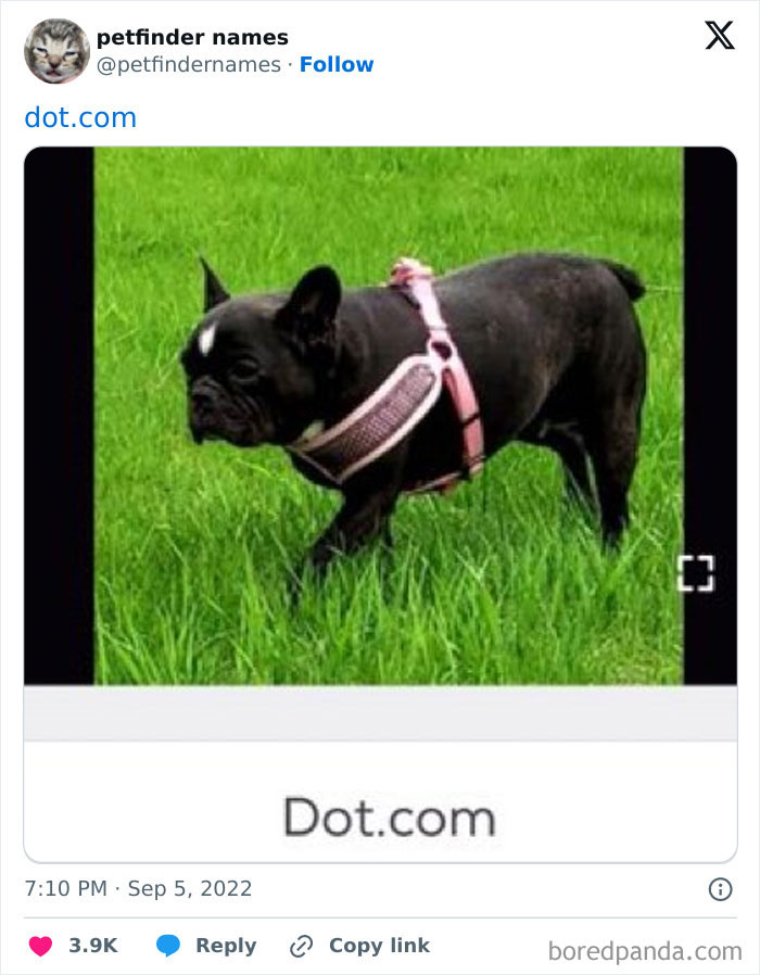 Black French bulldog wearing a pink harness standing on green grass, showcasing a hilarious animal name from Petfinder.