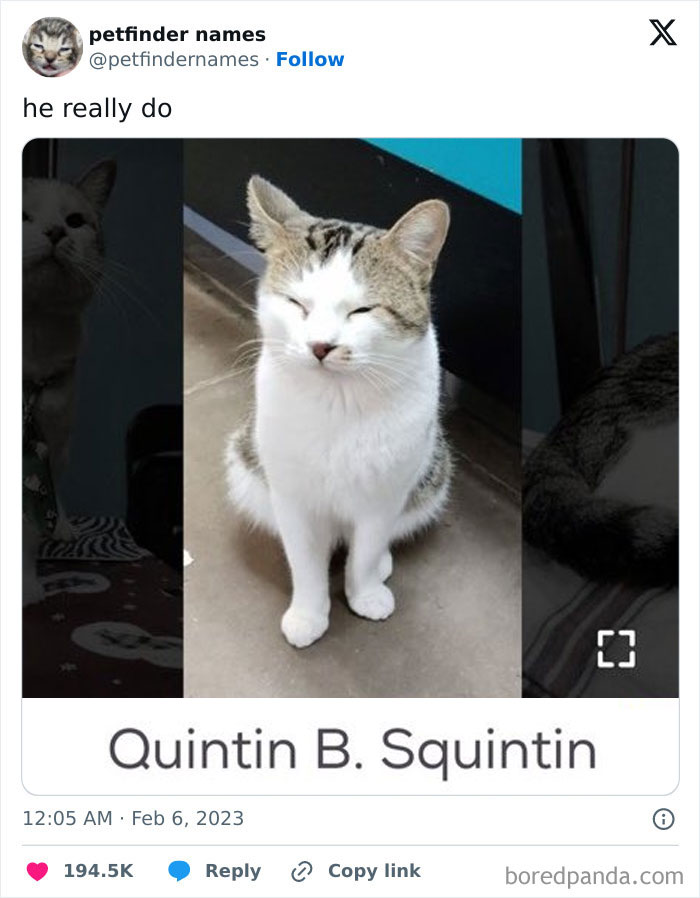 A white and gray cat sitting with eyes closed, featured in a list of hilarious animal names on Petfinder.