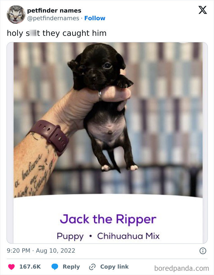 Small black Chihuahua mix puppy named Jack the Ripper held by hand with creative animal names on Petfinder.