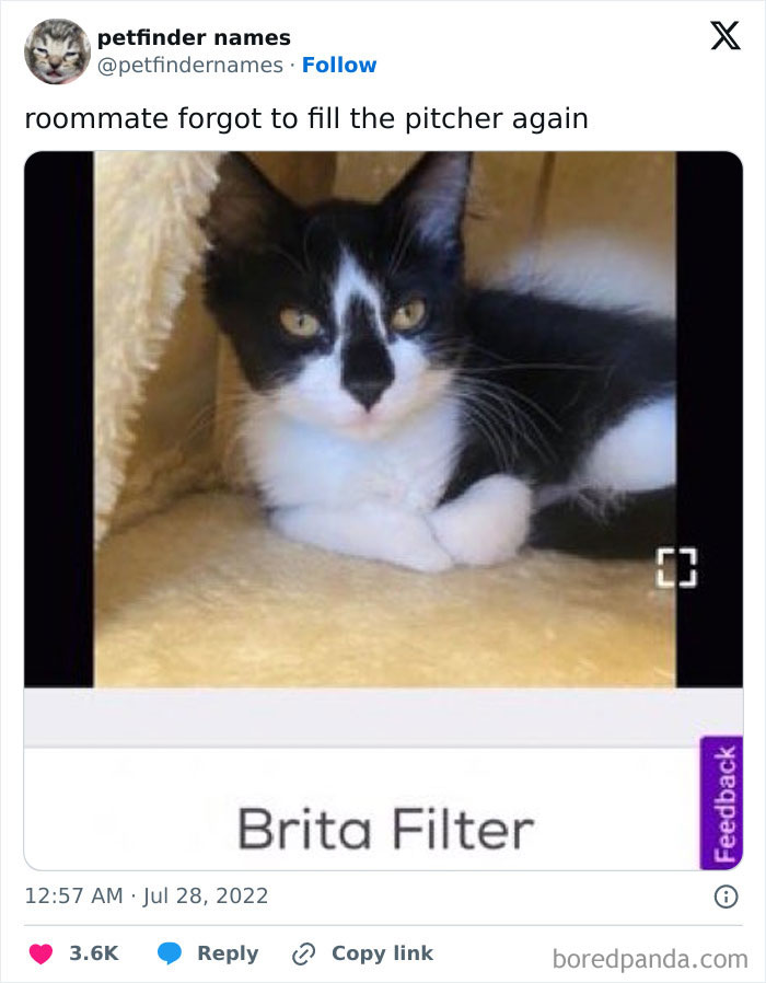 Black and white cat named Brita Filter showcasing hilarious animal names from Petfinder with creative pet naming ideas.