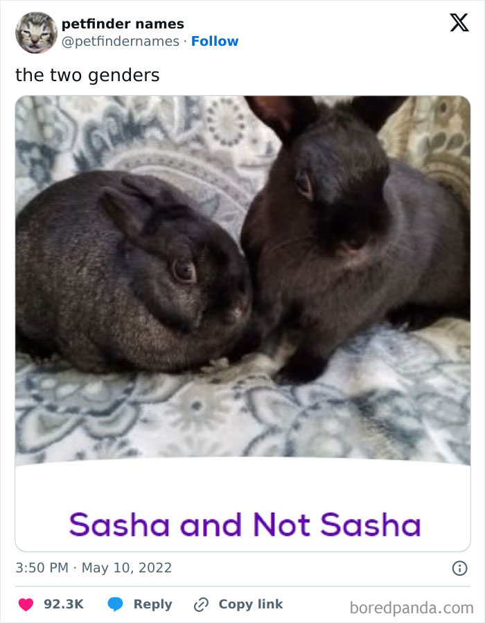 Two black rabbits named Sasha and Not Sasha showcasing hilarious animal names found on Petfinder.