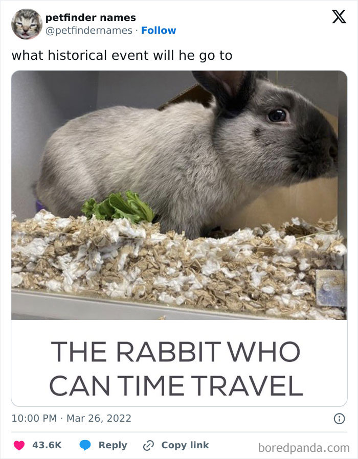 A gray rabbit in a cage with bedding and a leafy green, showcasing a hilarious creative pet name from Petfinder.