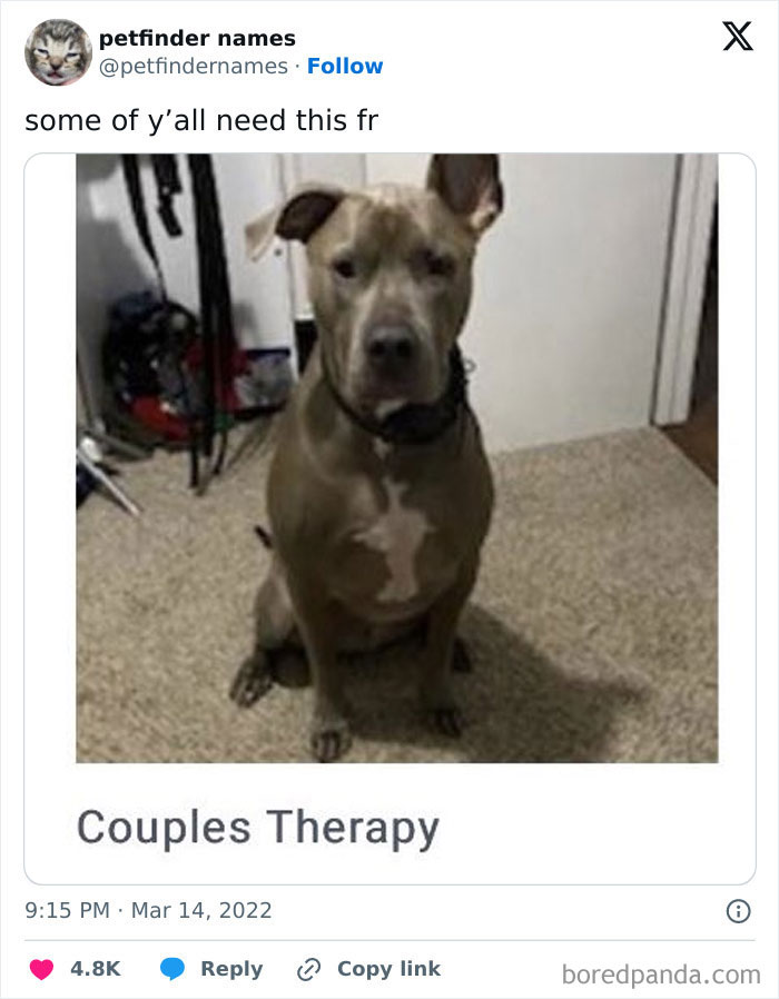 A dog sitting indoors with the creative pet name Couples Therapy from Petfinder animal names.