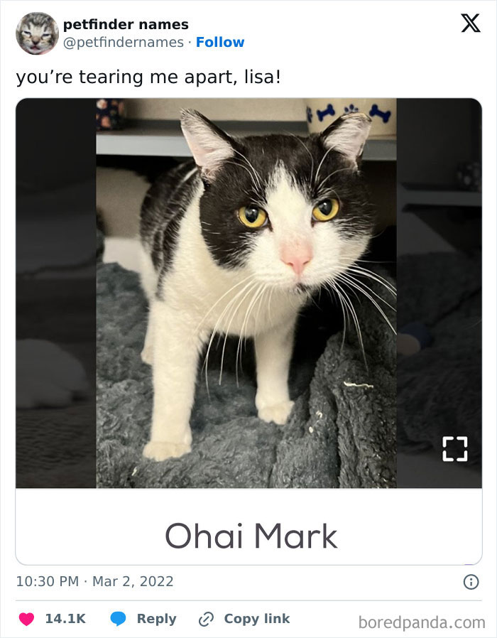 Black and white cat with yellow eyes featured in hilarious animal names found on Petfinder for creative pet names.