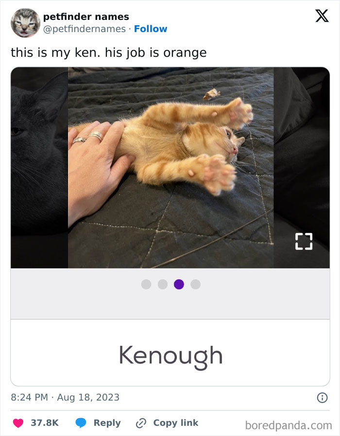 Orange kitten named Kenough lying on black quilt being petted, showcasing hilarious animal names found on Petfinder listings.