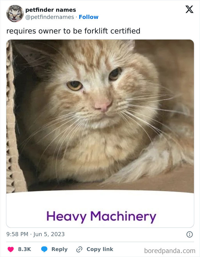 Close-up of a fluffy orange cat named Heavy Machinery from a list of hilarious animal names on Petfinder.