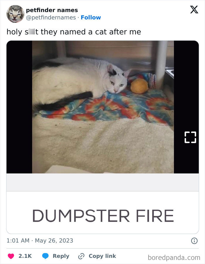 White and black cat lying on colorful blanket with a ball, showcasing one of the hilarious animal names on Petfinder.