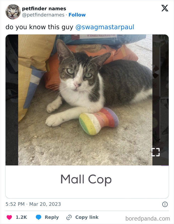 Cat lying next to a colorful toy, featured in a list of hilarious animal names from Petfinder for creative pet names.