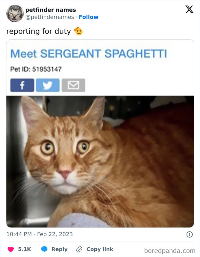 Orange tabby cat named Sergeant Spaghetti featured in funny petfinder names post on creative animal names.
