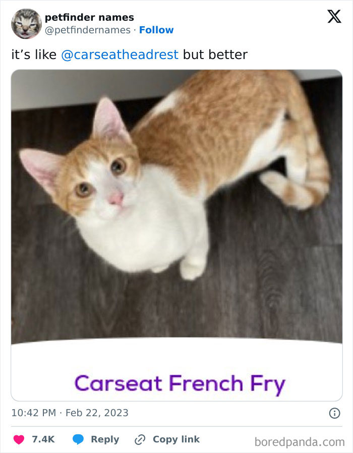 Orange and white cat looking up with the creative Petfinder animal name Carseat French Fry on dark floor background.