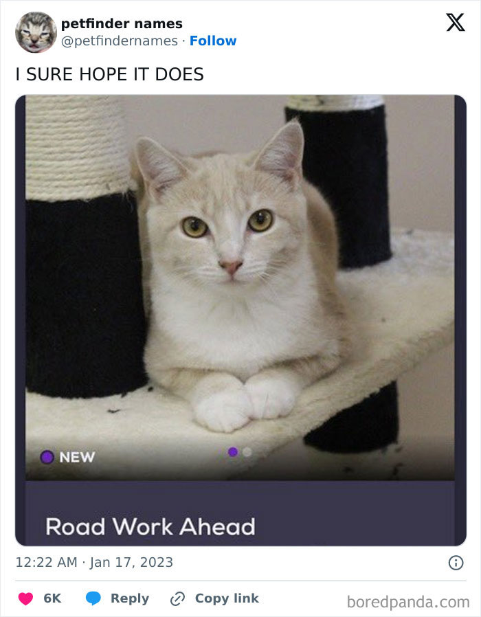 Light-colored cat named Road Work Ahead sitting on a cat tree, illustrating hilarious animal names on Petfinder.