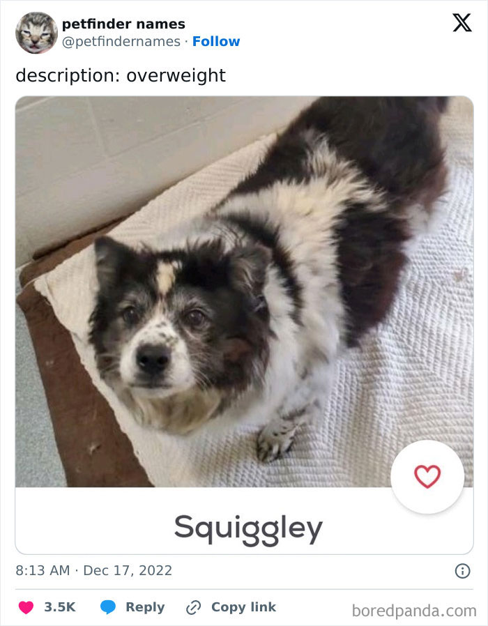 Dog named Squiggley on Petfinder with a creative and hilarious animal name showcasing unique petfinder names.