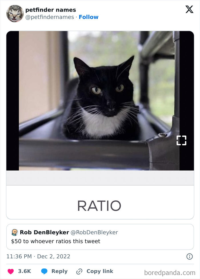 Black and white cat named Ratio, one of the hilarious animal names found on Petfinder showcasing creative pet names.