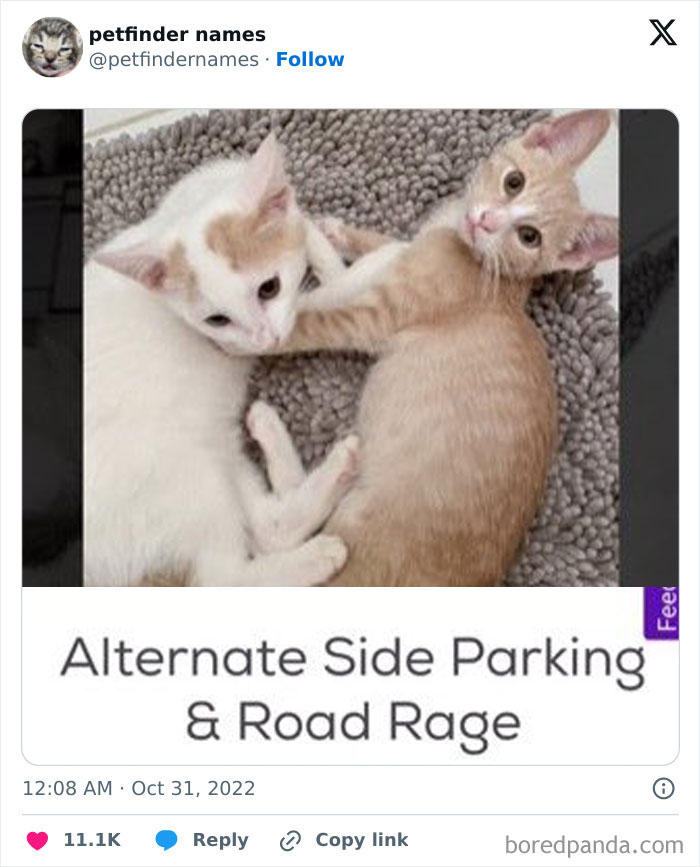 Two kittens lying on a rug with the funny petfinder names Alternate Side Parking and Road Rage displayed below.