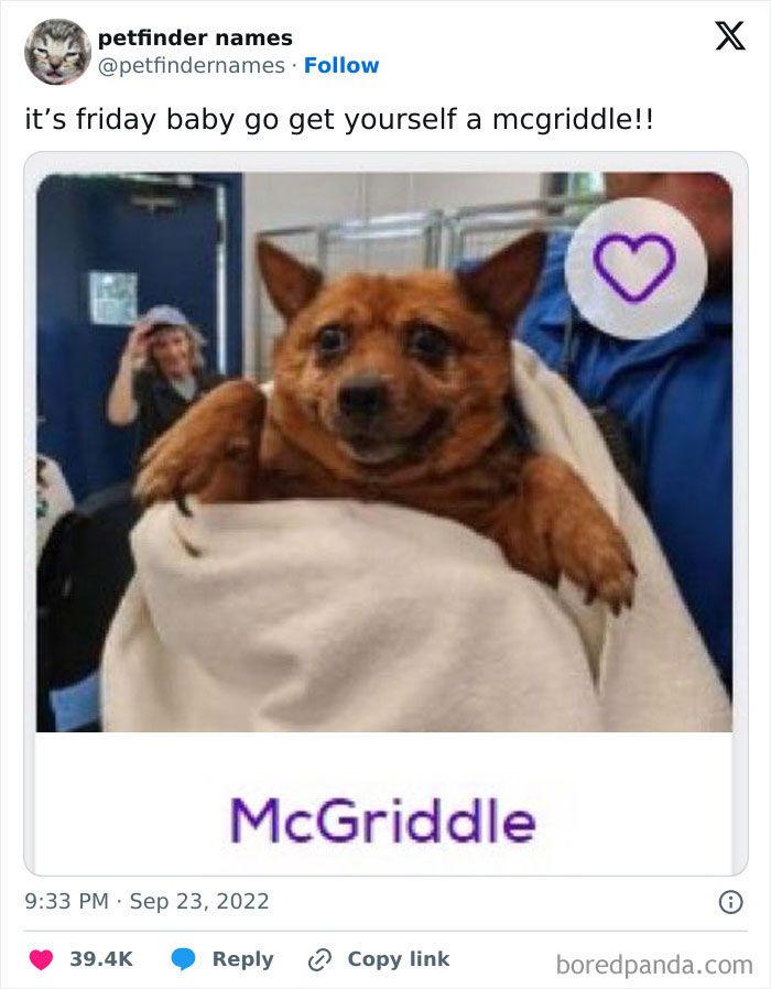 Small brown dog wrapped in a blanket with the creative pet name McGriddle from Petfinder animal names post.