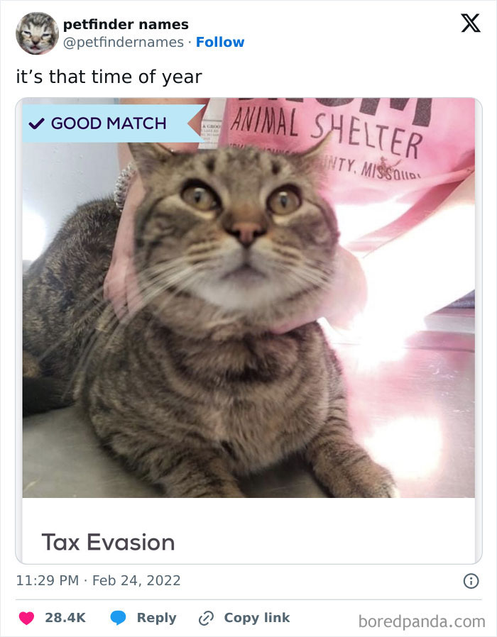 A tabby cat at an animal shelter captured for hilarious animal names found on Petfinder matching creativity.
