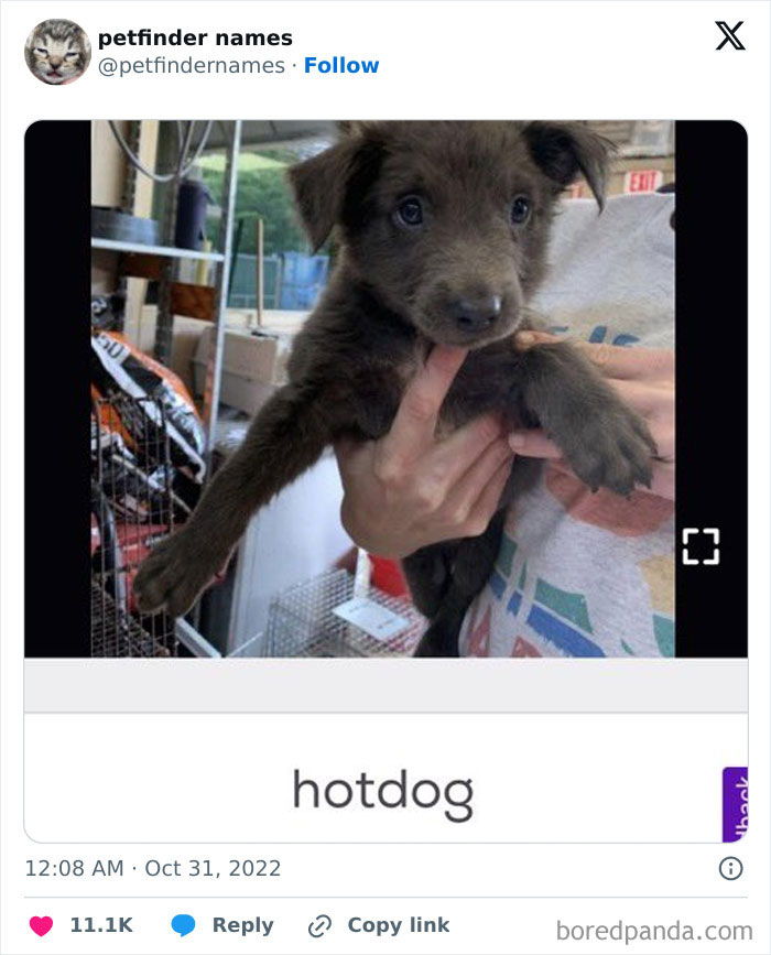 Brown puppy named hotdog held by a person, showcasing hilarious animal names found on Petfinder for creative pet naming.