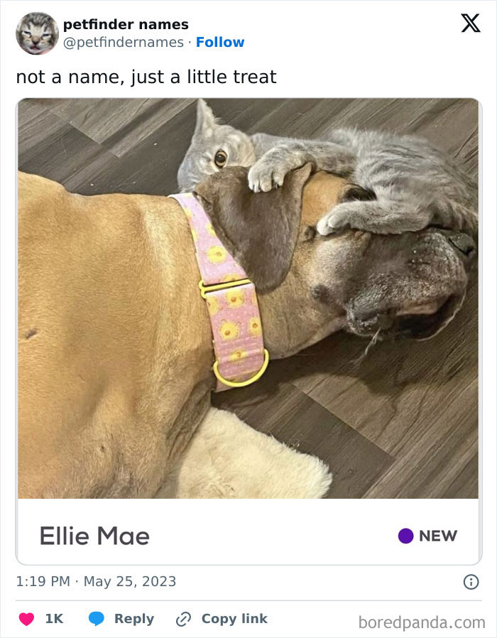 Gray cat hugging large dog wearing pink flower collar, showcasing hilarious petfinder animal names creativity.