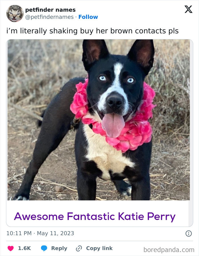 Black and white dog wearing a pink flower necklace showcasing hilarious animal names found on Petfinder for creative pet naming.