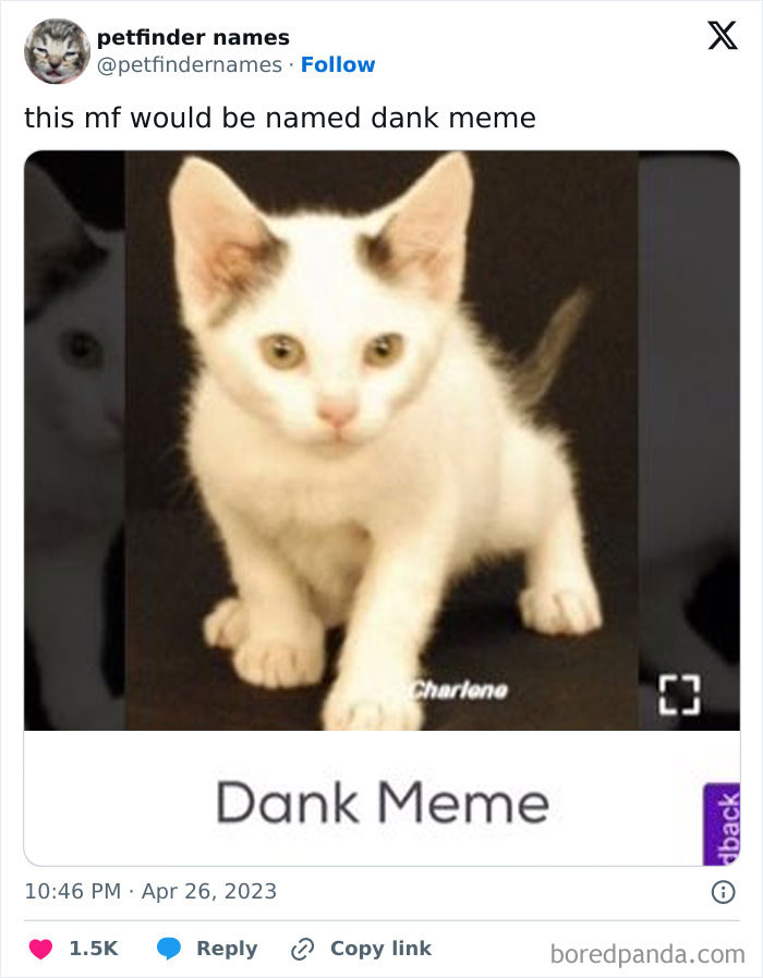 Cute white kitten with unique hilarious animal name Dank Meme from creative pet names on Petfinder.