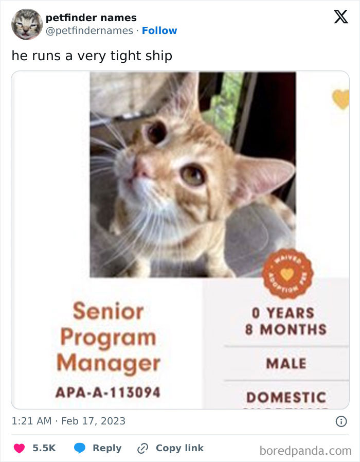 Orange tabby cat named Senior Program Manager on Petfinder, showcasing hilarious animal names with creative pet listings.