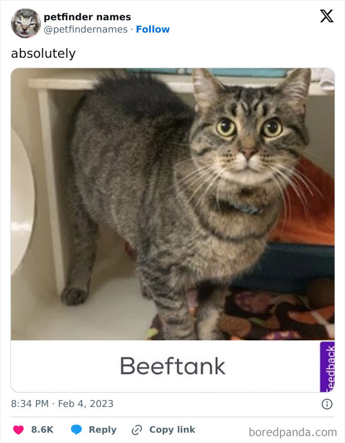 Tabby cat named Beeftank featured in a collection of hilarious animal names from Petfinder creativity list.