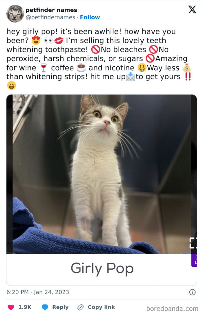 Cat named Girly Pop featured in a creative list of hilarious animal names found on Petfinder.