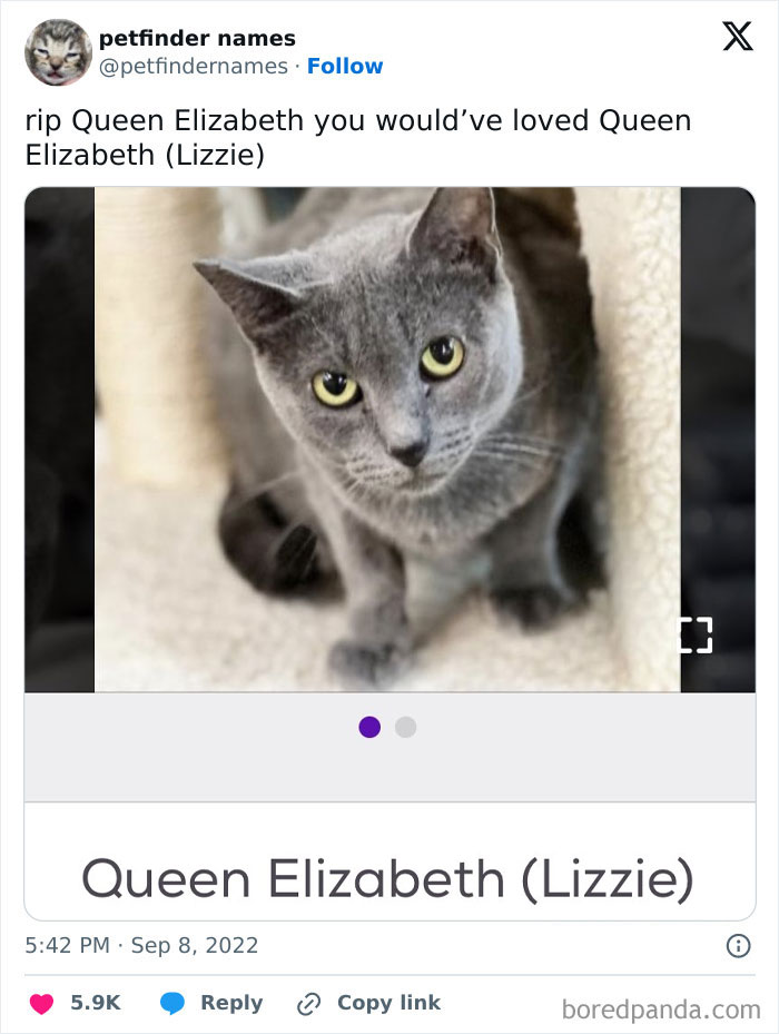Gray cat named Queen Elizabeth (Lizzie) featured in a list of hilarious animal names on Petfinder with creative pet names.