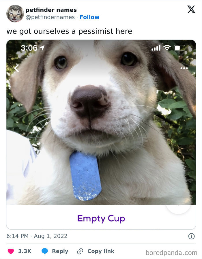 Puppy with creative petfinder name Empty Cup shown close-up outdoors with greenery in the background