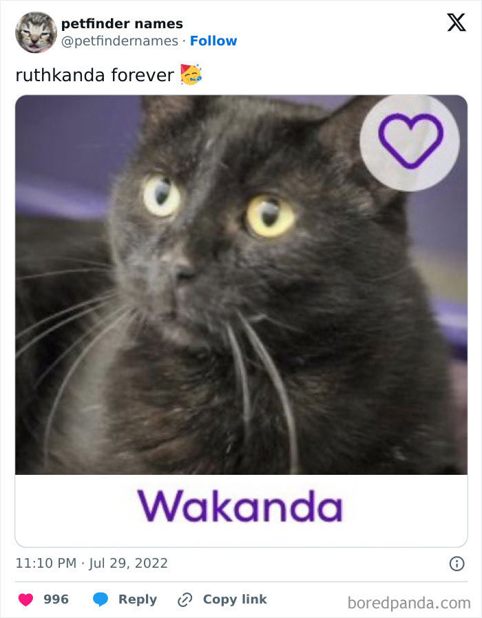 Black cat named Wakanda featured in a post about hilarious animal names on Petfinder.
