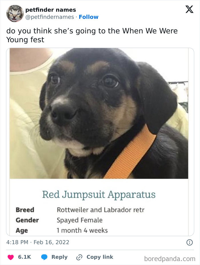 Close-up of a young Rottweiler Labrador mix puppy with a creative pet name from Petfinder listings.