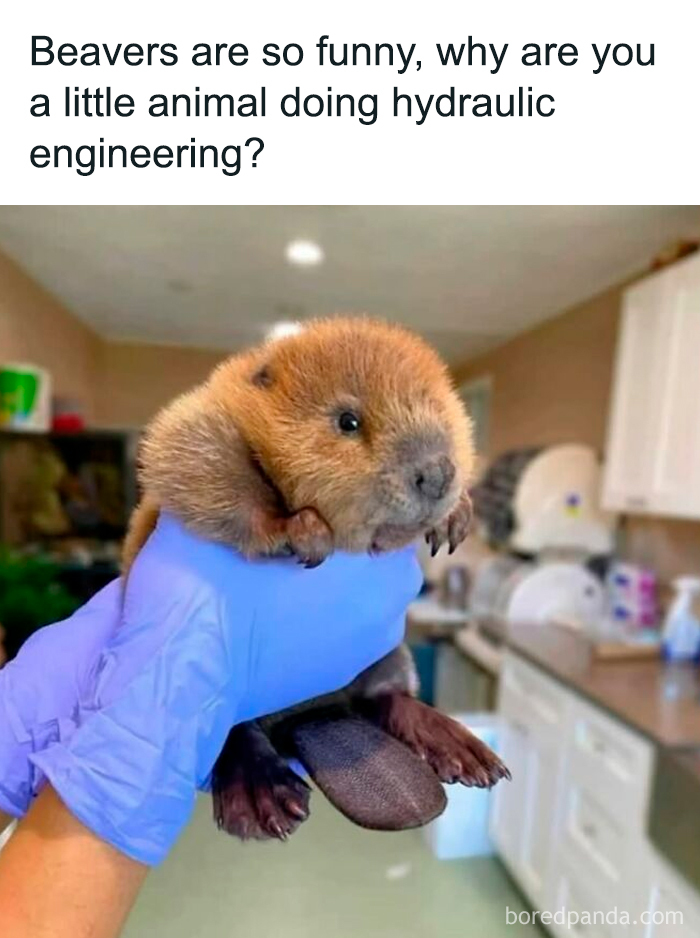 Cute baby beaver held with gloved hand in a kitchen setting, showcasing funny and cute animal memes for positivity.