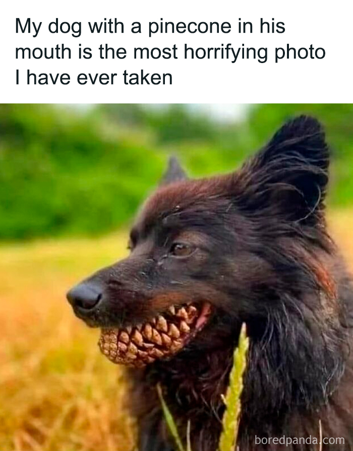 Black dog holding a pinecone in its mouth, featured in funny and cute animal memes to bring positivity.