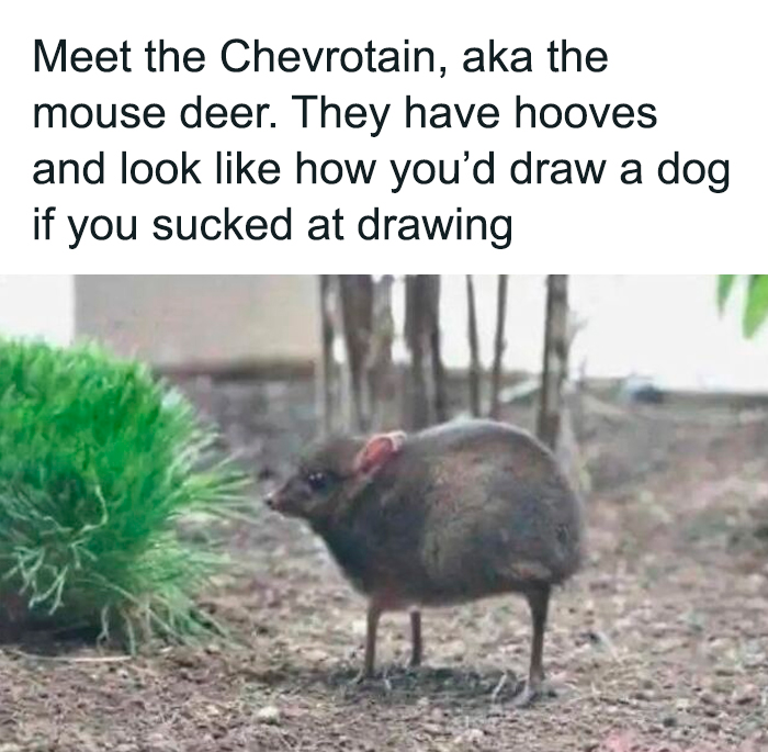 Funny and cute animal meme showing a chevrotain or mouse deer with hooves in a natural outdoor setting.