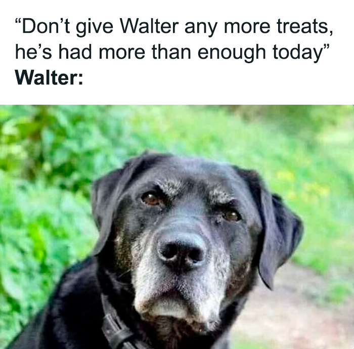 Funny and cute animal meme showing a black dog named Walter with a guilty expression after too many treats.
