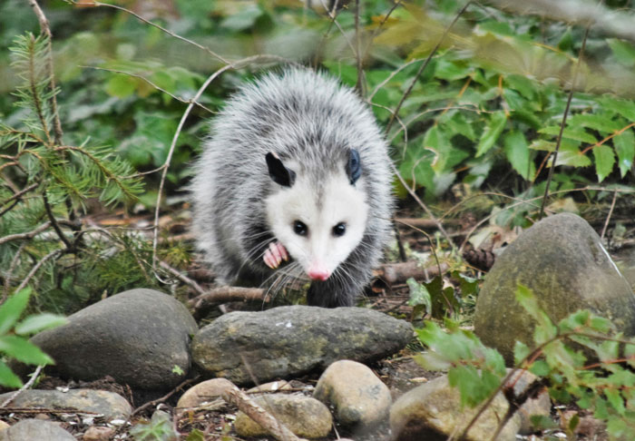 Young opossum in forest undergrowth, a rare sight that makes people start to question if they really saw it before.