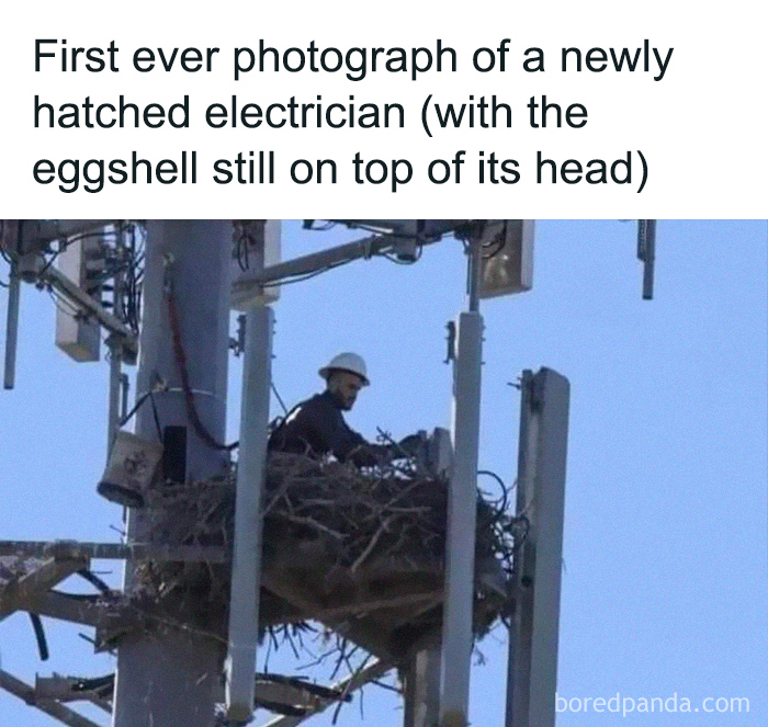 Newly hatched electrician meme showing a worker in a nest, perfect for brightening dark and cold winter days with humor.