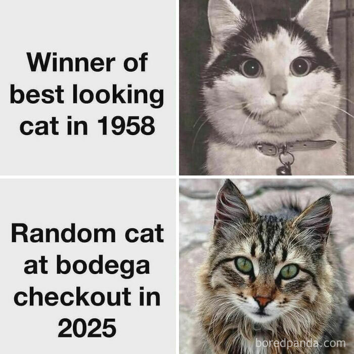 Two cat photos side by side with captions comparing the best looking cat in 1958 to a random cat in 2025 holiday cat memes.