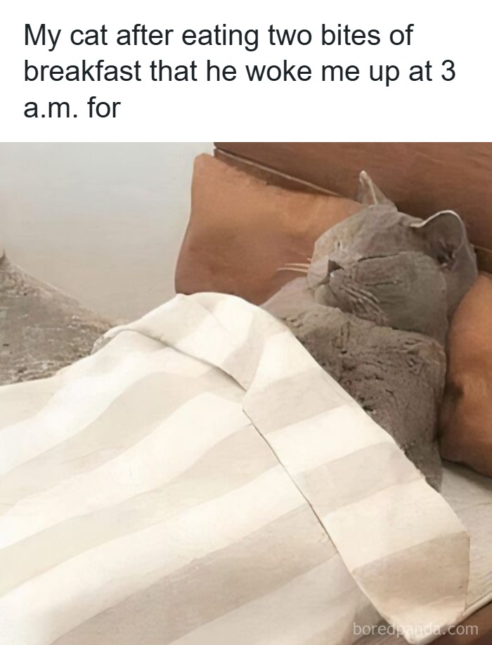 Gray cat tucked in bed with eyes closed, humorously illustrating cat memes for a special holiday mood.