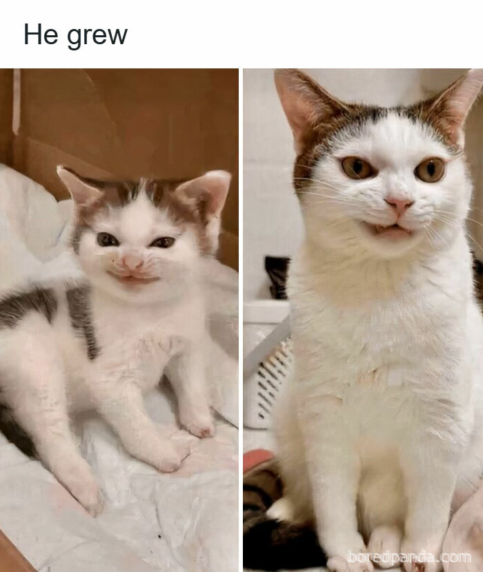 Side-by-side images of a cat growing up, showcasing funny cat memes that might make your holidays way more special.