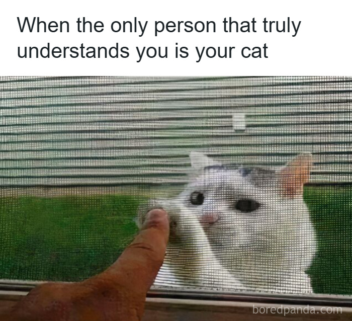 Cat touching a human finger through a window screen, capturing a heartfelt moment in popular cat memes for holidays.