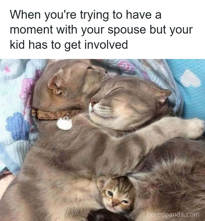 Two adult cats cuddling with a kitten between them, illustrating funny and savage parenting moments with kids involved.