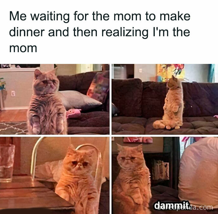 Funny and savage parenting meme featuring a cat waiting, illustrating relatable parenting humor and exhaustion.