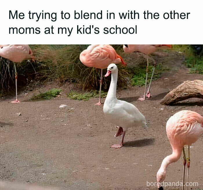White goose standing among pink flamingos illustrating funny and savage parenting memes about fitting in at school events.