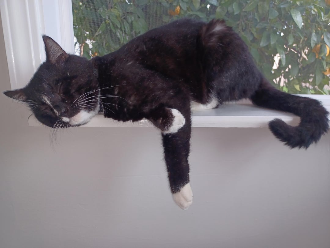 50 Cats Who Appear To Be Running On Pure Instinct And Zero Coherent Thoughts