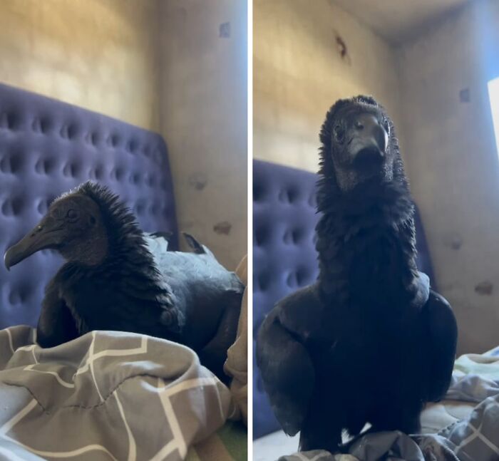 Close bond between a wild vulture and a human shown with the vulture resting comfortably on a bed indoors. Close bond between a wild vulture and a human shown with the vulture resting comfortably on a bed indoors.