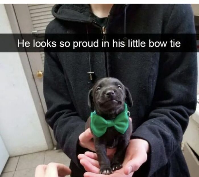 Small black puppy wearing a green bow tie held by a person in a black hoodie in a cute dogs posts photo.