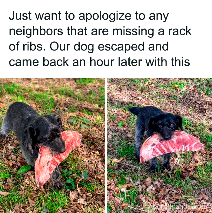 Cute dog carrying a large rack of ribs in its mouth, standing on grass and fallen leaves outdoors in a cute dogs posts.