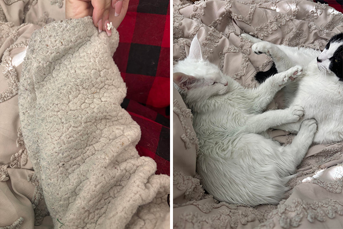 Two white cats interacting on a textured beige blanket, highlighting moments of men being men and women suffering.